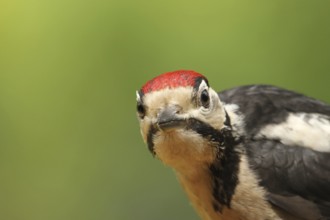 Great Spotted Woodpecker (Dendrocopos major) juvenile, Lower Saxony, Germany