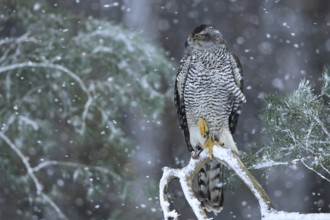 Northern Goshawk (Accipiter gentilis) female, Baden-Wuerttemberg, Germany