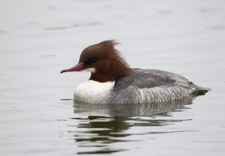 Common Merganser (Mergus merganser) female, Mecklenburg-Western Pomerania, Germany