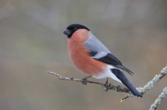 Eurasian Bullfinch (Pyrrhula pyrrhula) male, Saxony, Germany