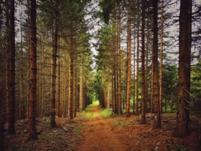 A serene pathway meanders through a dense forest, surrounded by tall trees. Sunlight filters
