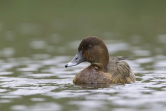 Hardhead (Aythya australis) female, Victoria, Australia