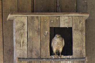 Kestrel (Falco tinnunculus) female sitting at the entrance to the incubator, village in