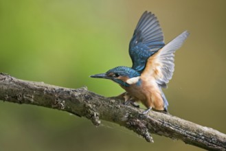 Impatiently begging... Kingfisher (Alcedo atthis), just fledged young bird begs insistently for