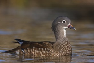 Mandarin Duck (Aix galericulata), Baden-Wuerttemberg, Germany