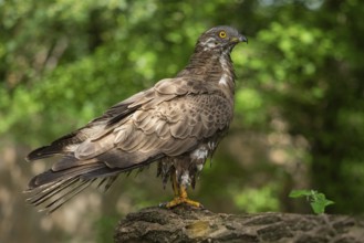 European Honey Buzzard (Pernis apivorus), Subotica, Serbia