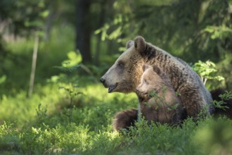 Eurasian Brown Bear (Ursus arctos) mother with cubs in forest, Finland