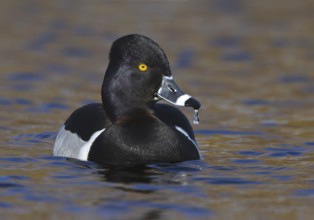 Ring-necked Duck (Aythya collaris) male, British Columbia, Canada