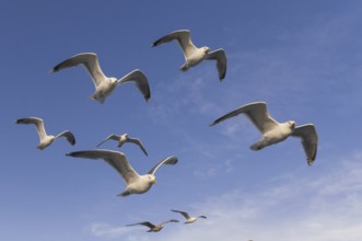 European Herring Gull (Larus argentatus) flying, Nord-Trondelag, Norway