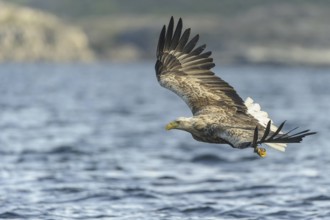 White-tailed Eagle (Haliaeetus albicilla) flying, Nord-Trondelag, Norway
