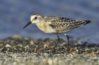 Sanderling (Calidris alba), British Columbia, Canada
