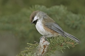 Boreal Chickadee (Poecile hudsonicus), Saskatchewan, Canada