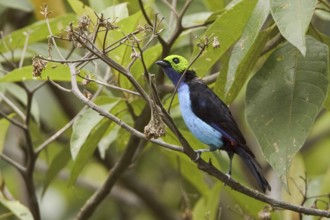 Paradise Tanager (Tangara chilensis), Ecuador