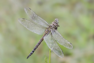 Autumn mosaic damselfly (Aeshna mixta), female, North Rhine-Westphalia, Germany
