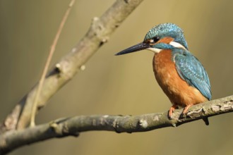 In the fork of a branch... Kingfisher (Alcedo atthis) in the most beautiful light on a natural