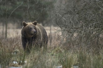 European brown bear (Ursus arctos) walks through open, wet, partly swampy terrain in winter,