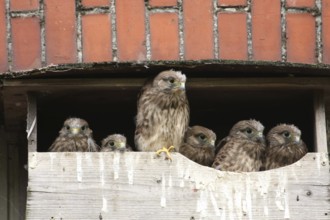 Common Kestrel (Falco tinnunculus) juvenile, Lower Saxony, Germany