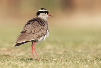 Crowned Lapwing (Vanellus coronatus), Namibia