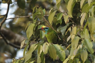 Black-browed Barbet (Psilopogon oorti) male, Fraser's Hill, Malaysia