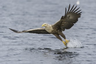 White-tailed Eagle (Haliaeetus albicilla) flying, Nord-Trondelag, Norway