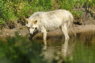 A lone wolf stands in the water surrounded by dense vegetation, Arctic wolf, (Canis lupus arctos),
