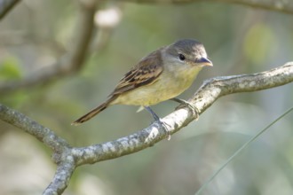 White-banded Becard (Pachyramphus polychopterus), female, on a branch, Buenos Aires, Argentina
