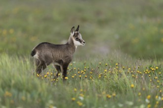 Chamois (Rupicapra rupicapra), young chamois, young fawn, sweet chamois fawn stands in early summer