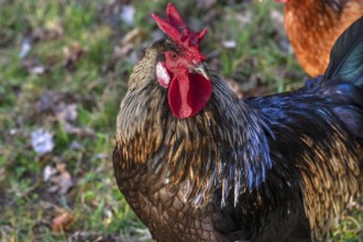 Cock with iridescent plumage, Close up, Bavaria, Germany