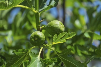 Figs on the bush, fig bush (Ficus carica), Münsterland, North Rhine-Westphalia, Germany
