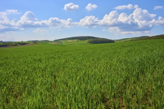 Green grain field under a blue sky with white clouds, surrounded by hills and nature, Karsbach,
