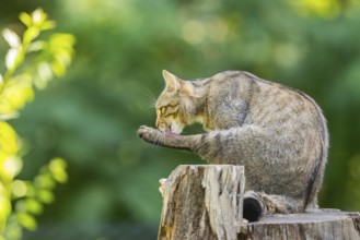 European wildcat (Felis silvestris silvestris) on an old tree trunk, Hesse, Germany