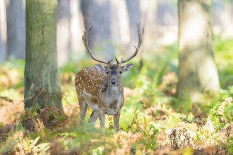 European fallow deer (Dama dama) buck in a forest, Hesse, Germany
