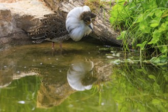A bird stands by the water with its reflection and surrounded by green vegetation, ruff (Calidris
