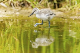 Young bird walking through the water, its reflection visible between aquatic plants, Avocet,