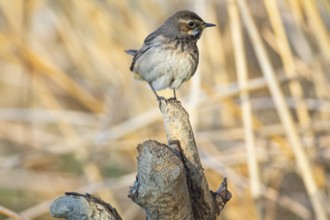 Bluethroat (Luscinia svecica cyanecula) wbl Germany