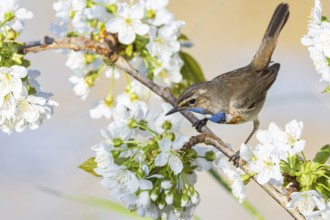Bluethroat (Luscinia svecica cyanecula) ml Germany