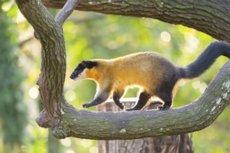 Yellow-throated marten (Martes flavigula) on a tree in autumn, Germany