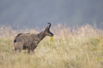 Chamois (Rupicapra rupicapra) on a meadow in the Vosges Mountains, wildlife, France
