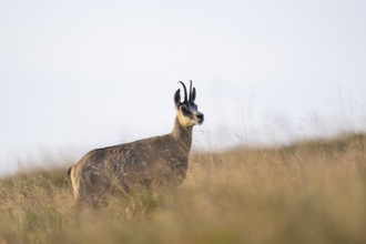 Chamois (Rupicapra rupicapra) on a meadow in the Vosges Mountains, wildlife, France