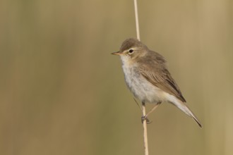 Booted Warbler - Buschspötter - Iduna caligata, Kazakhstan