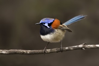 Blue-breasted Fairywren (Malurus pulcherrimus) male, Western Australia, Australia