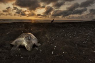 Olive ridley sea turtle (Lepidochelys olivacea) laying eggs as the sun sets at Playa Ostional