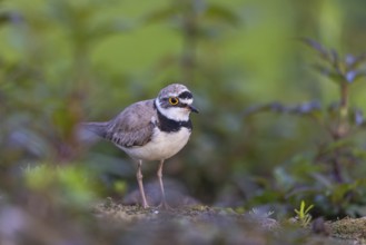 Little Ringed Plover (Charadrius dubius), North Rhine-Westphalia, Germany