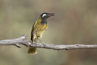 White-eared Honeyeater (Nesoptilotis leucotis) perched on a branch, Victoria, Australia