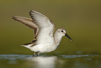 Western Sandpiper (Calidris mauri), Texas, USA
