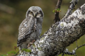 Northern Hawk-Owl (Surnia ulula) juvenile perched on an old branch, Dalarna, Sweden