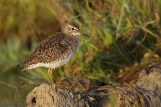 Wood Sandpiper (Tringa glareola), Cyprus
