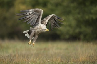 White-tailed Eagle (Haliaeetus albicilla) flying, Poland