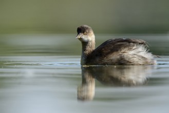 Black-necked Grebe (Podiceps nigricollis) juvenile, North Rhine-Westphalia, Germany