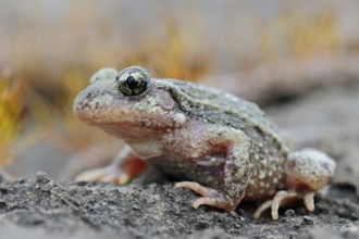 Midwife Toad (Alytes obstetricans) adult sitting on stone, North Rhine-Westphalia, Germany